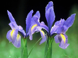 缺乏微量元素会导致白癜风吗