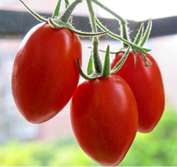 白癜风的饮食诱发因素