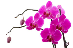 早期的老年白癜风是什么样子的