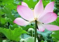 白癜风光疗皮肤痒是啥原因呢