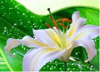 男性通过哪些症状可以判断自己是否得了白癜风呢