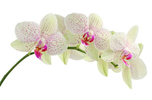 哪些人容易患白癜风