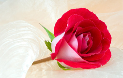 什么体质的人容易得白癜风