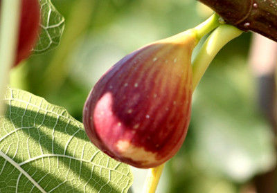 老年白癜风应该多吃什么食物