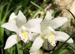 防止白癜风扩散的方法