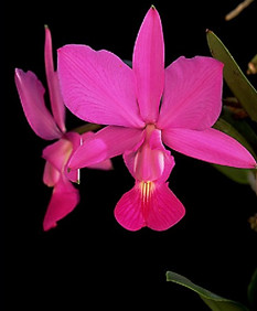 失眠对白癜风患者的影响