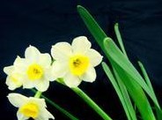 毛囊型白癜风要怎么治疗