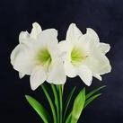 为什么白癜风治好了还会复发