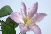 刚发病的白癜风一般多少钱能治好