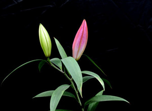 老年白癜风是什么样的病