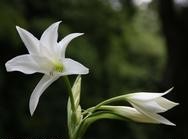 为什么外伤会引起白癜风