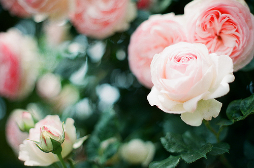 白癜风病症有哪些表现