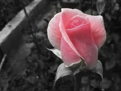 如何从白斑的颜色判断病情?