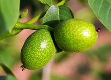 青核桃皮可以治疗白癜风吗