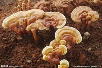 灵芝对治疗白癜风有什么药效