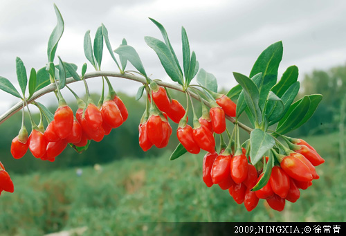 白癜风患者可以天天喝枸杞水吗