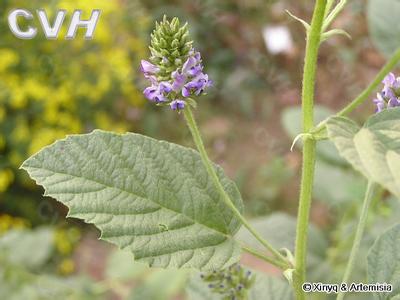 中药补骨脂泡酒可以医治白癜风吗