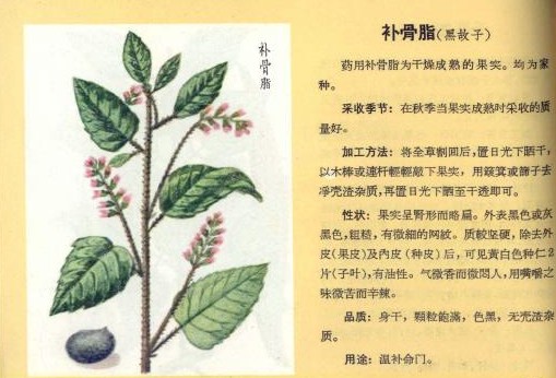 补骨脂治疗白癜风一般要多长时间