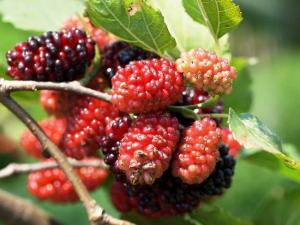 这几种常见水果 对白癜风恢复大有帮助,