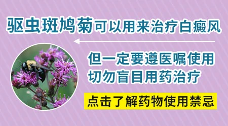 驱虫斑鸠菊治疗白癜风的怎么样