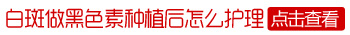 黑色素种植治疗白癜风成活率有多高