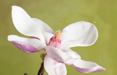 什么化学元素能诱发白癜风