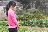 小娟在菜地